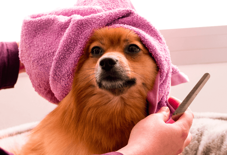 Nail Clipping - Hampton Veterinary Clinic