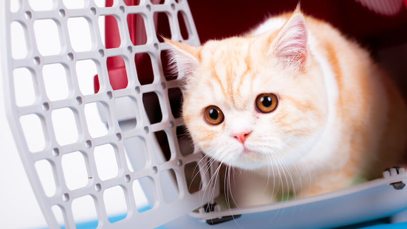 International Travel